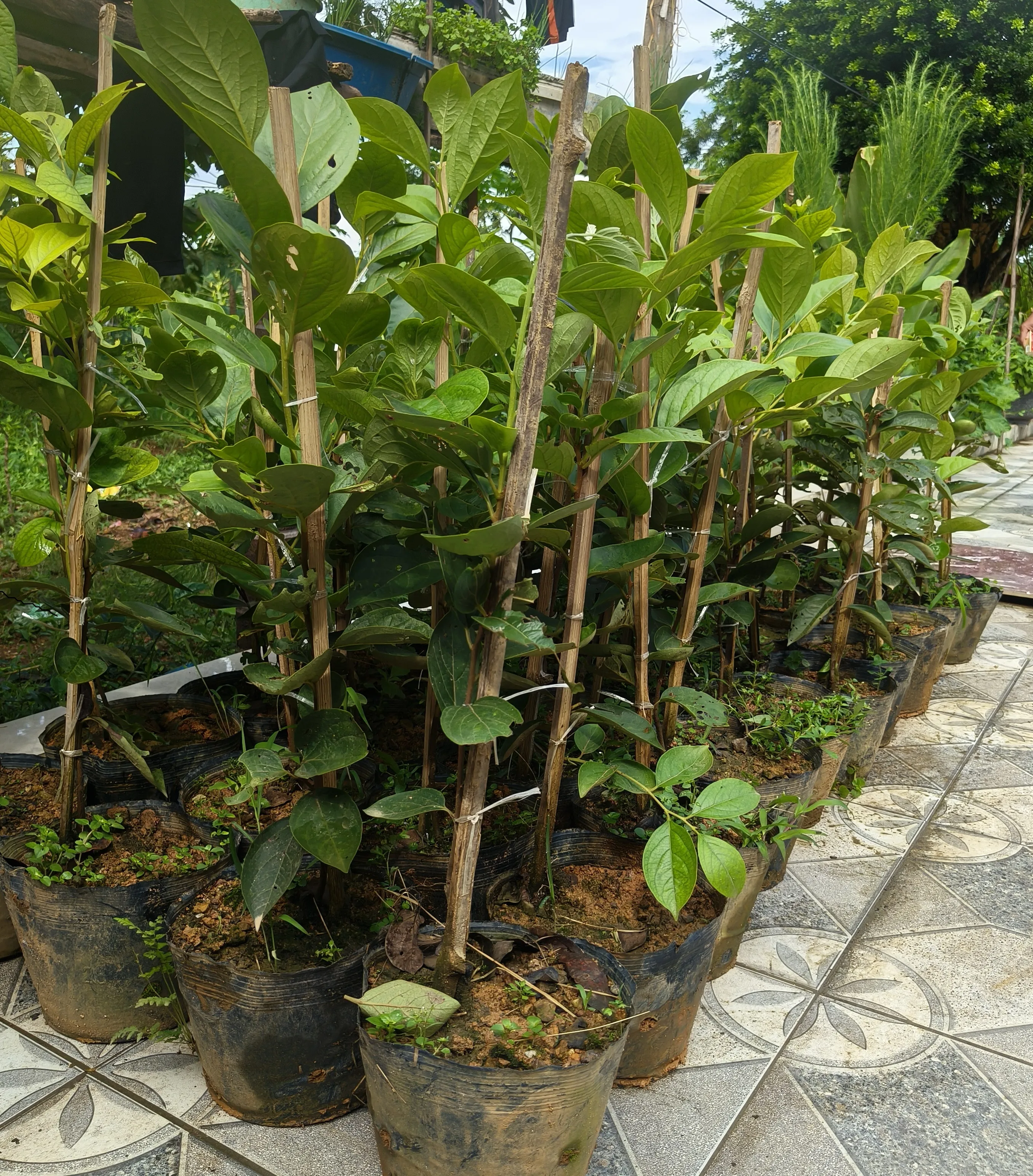 Một Trong Những Giống Hồng Ngon Nhất