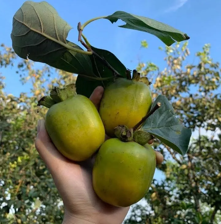 Ngâm bằng nước giếng khơi