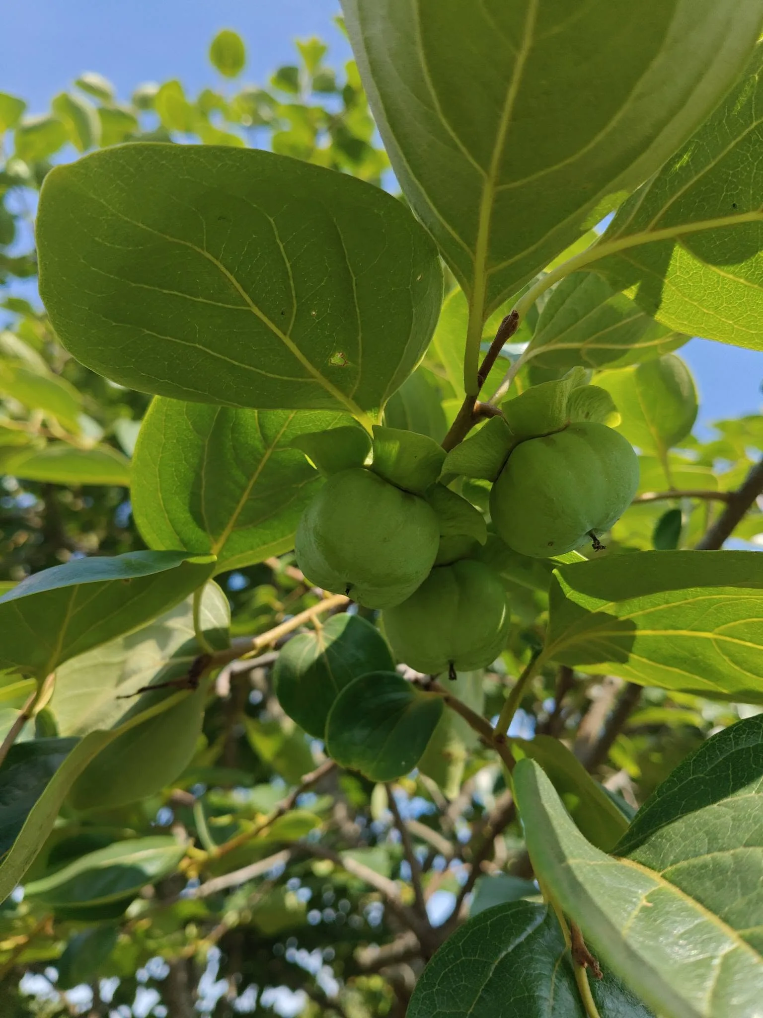 Không dùng nước máy nhé bà con