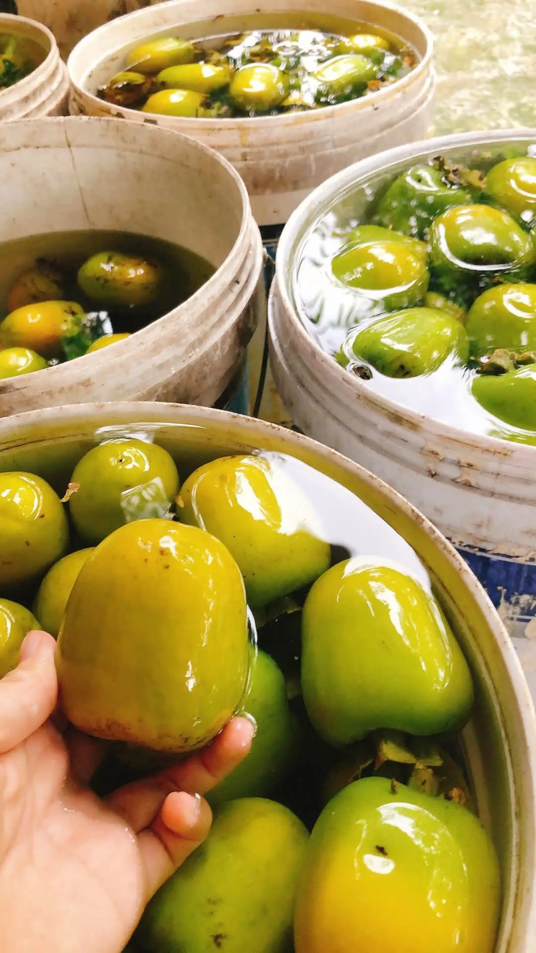 Quả đủ già để thu hoạch