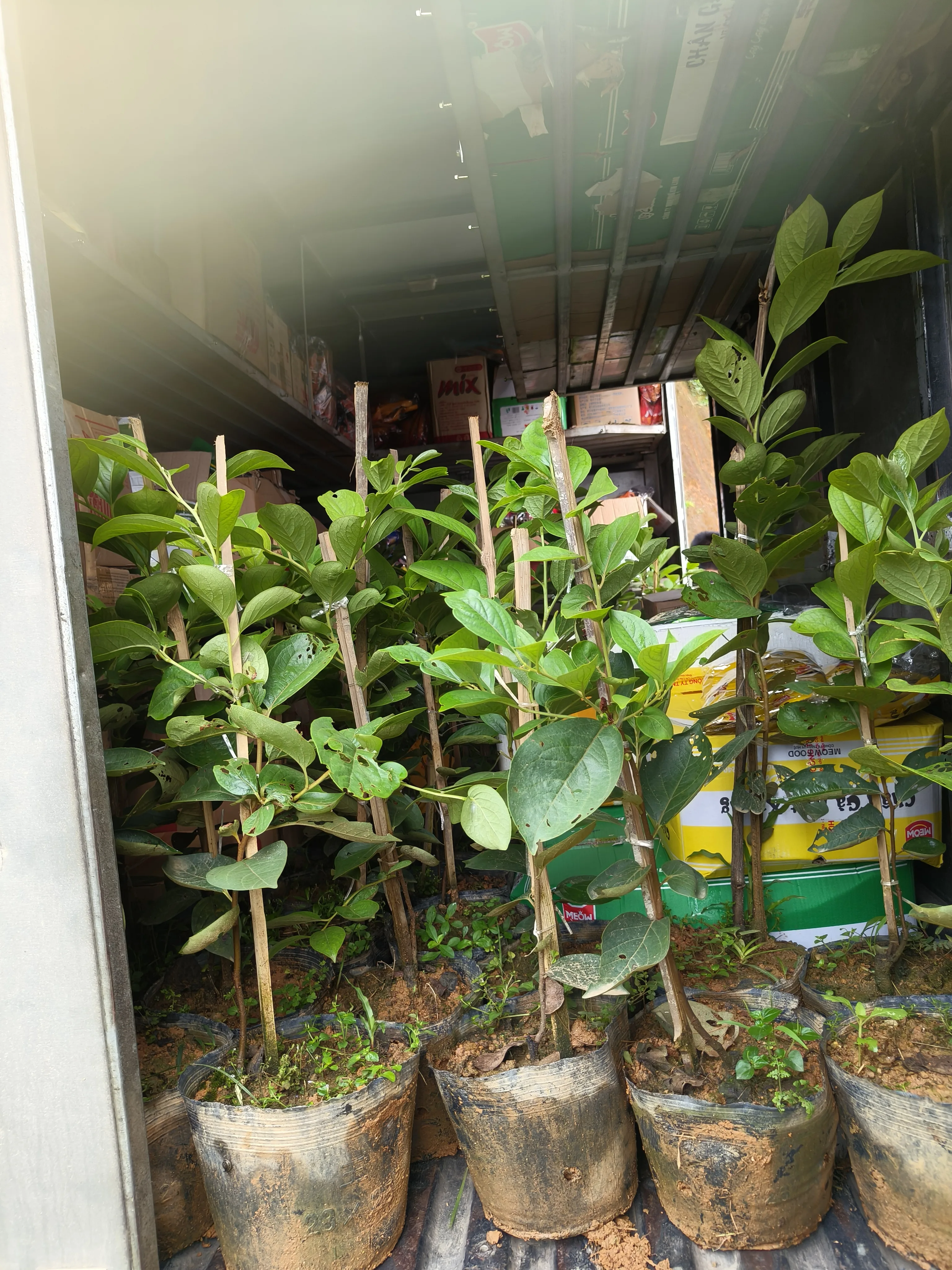 Cây giống Hồng Gia Thanh chuẩn giống